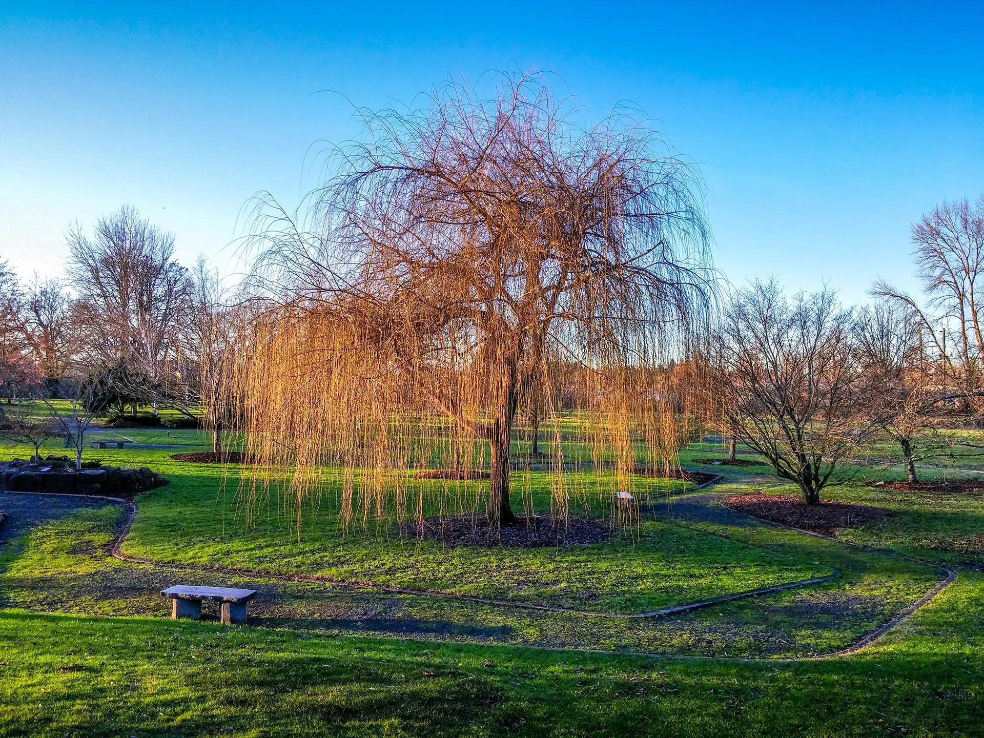 Golden weeping willow - Photo by Josh Utley